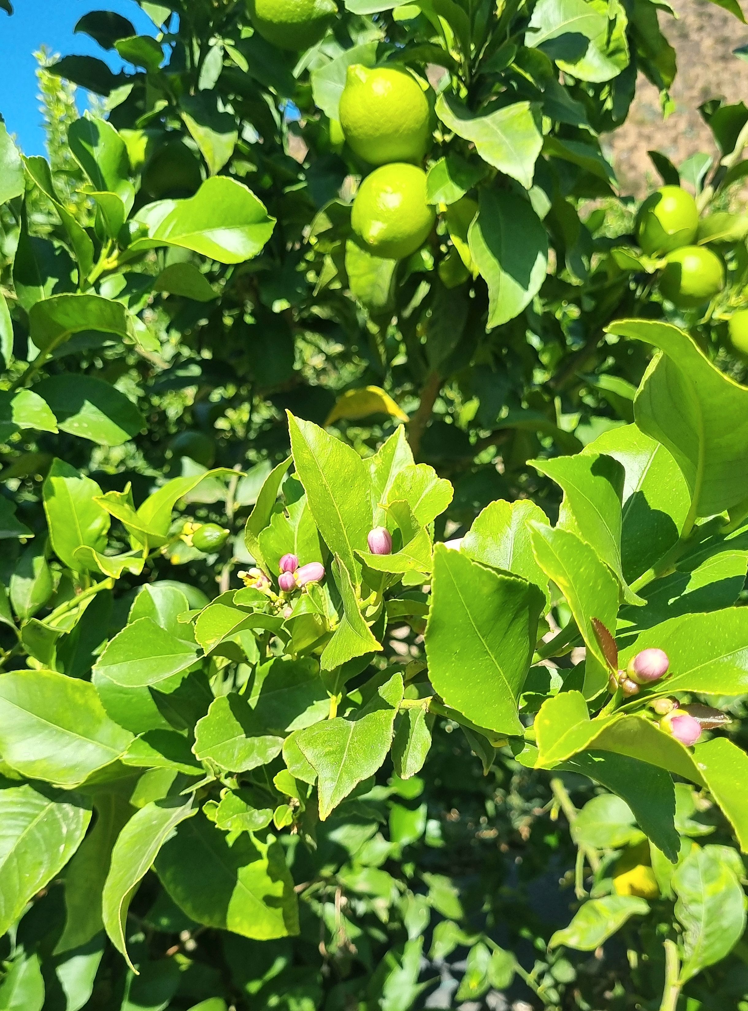 Limón Eureka