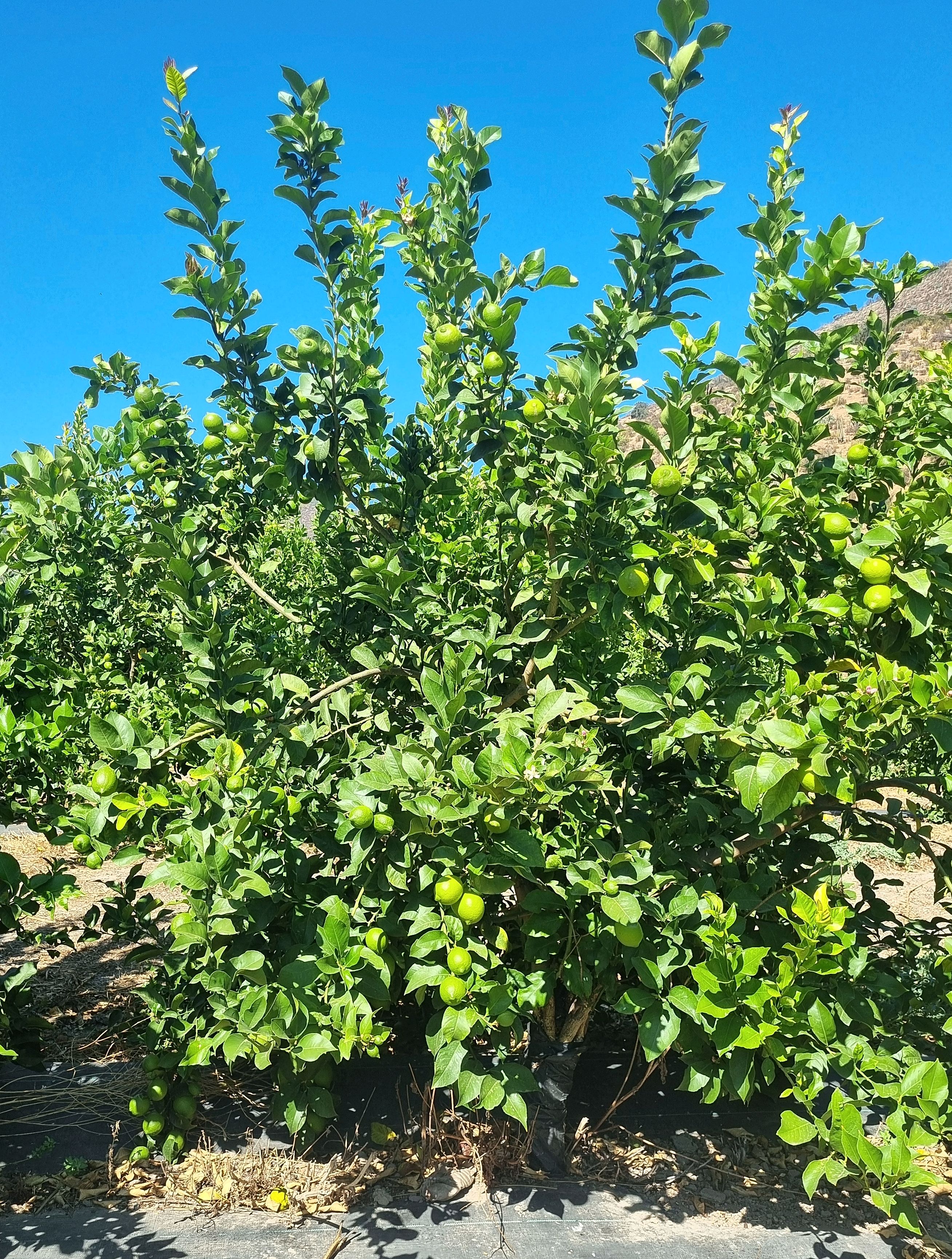 Limones Eureka orgánicos — vista general