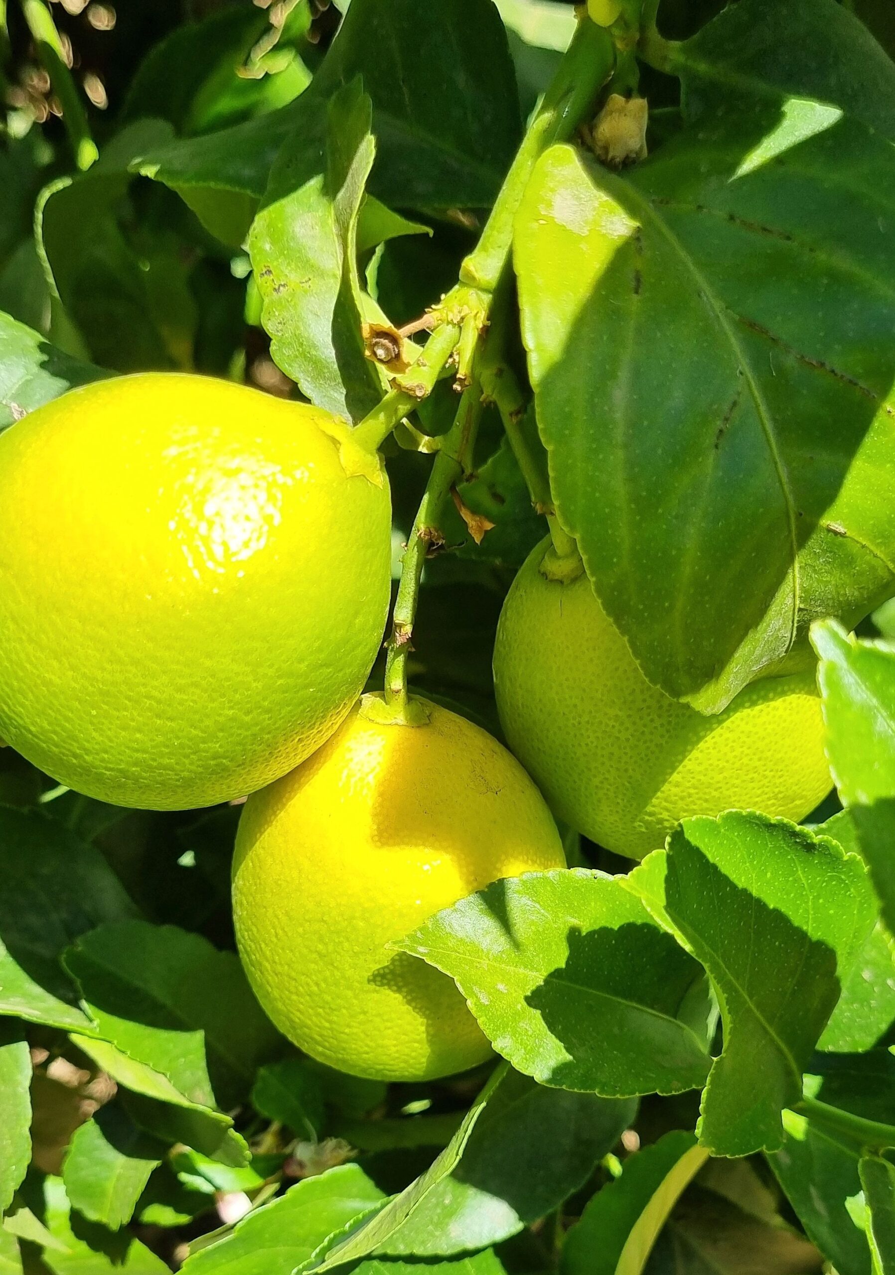 Naranja Fujimoto