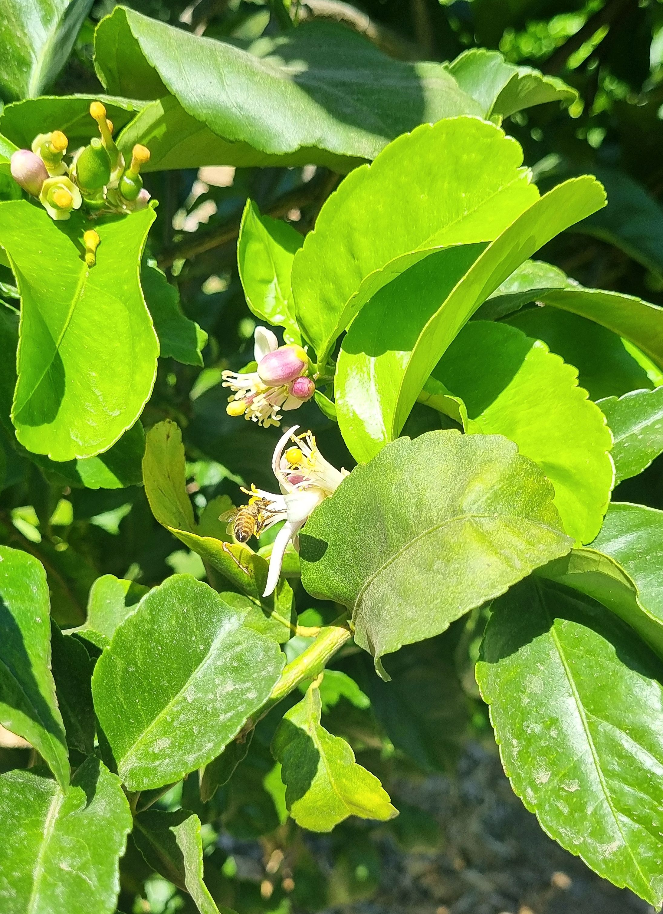 Abeja polinizando flor en Fundo San Cristóbal