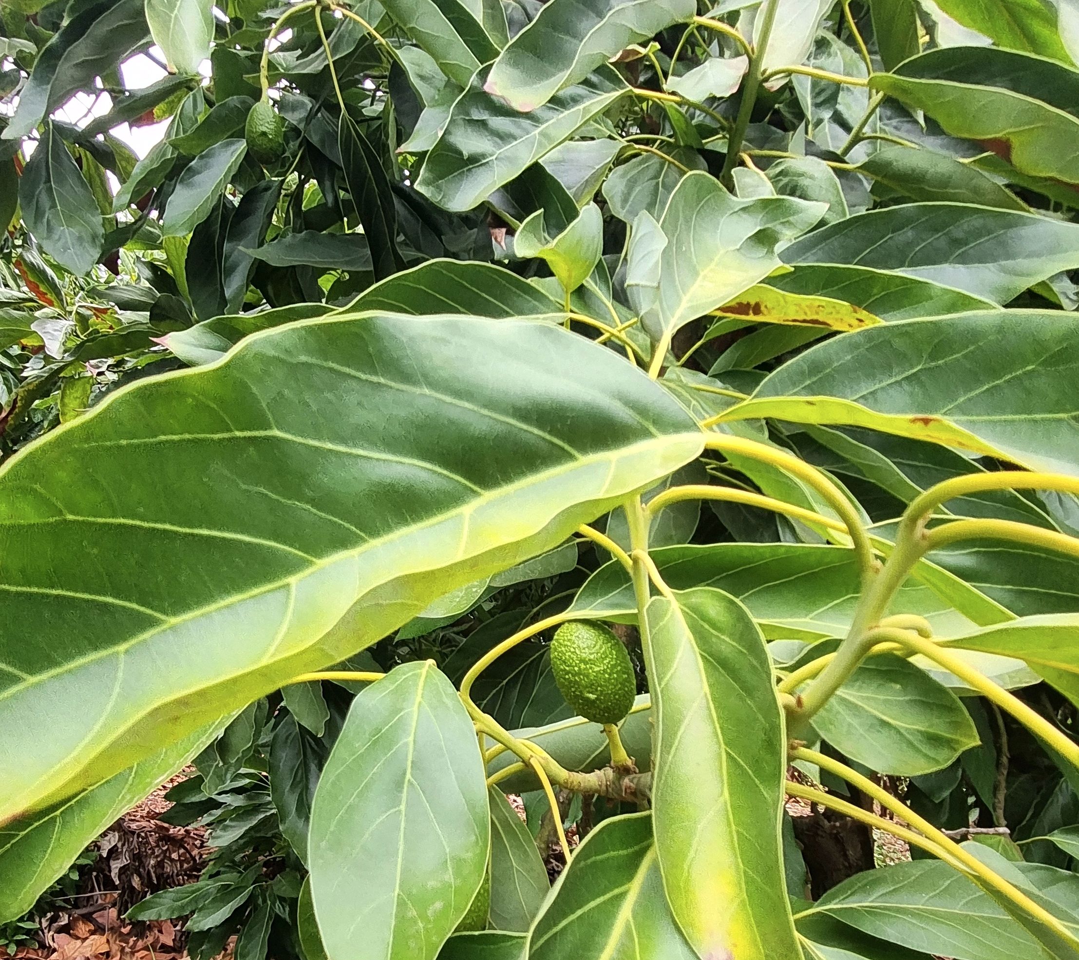 Palta Hass