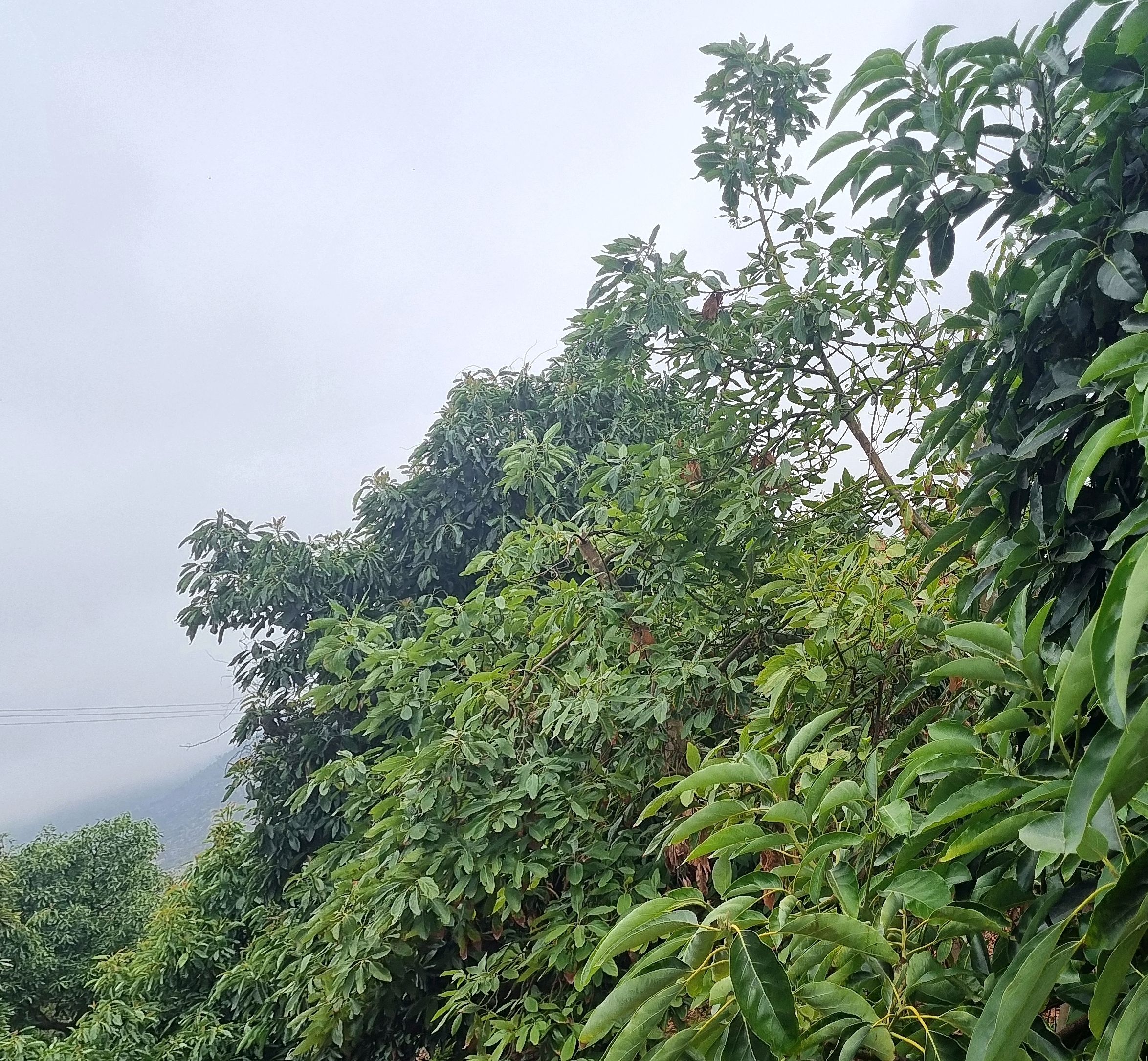 Palta Hass orgánica en árbol — Fundo San Cristóbal