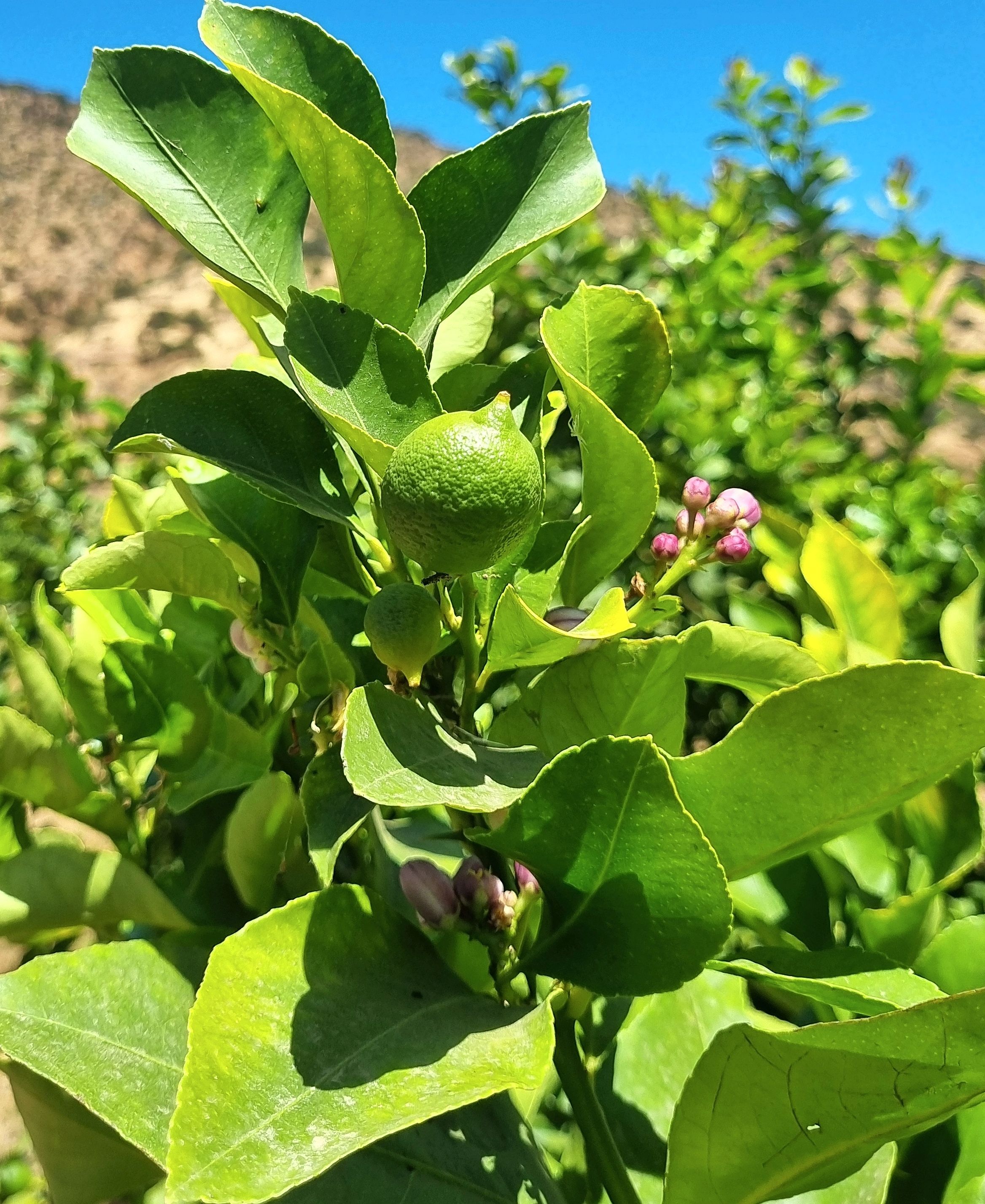 Limones Eureka frescos en fundo
