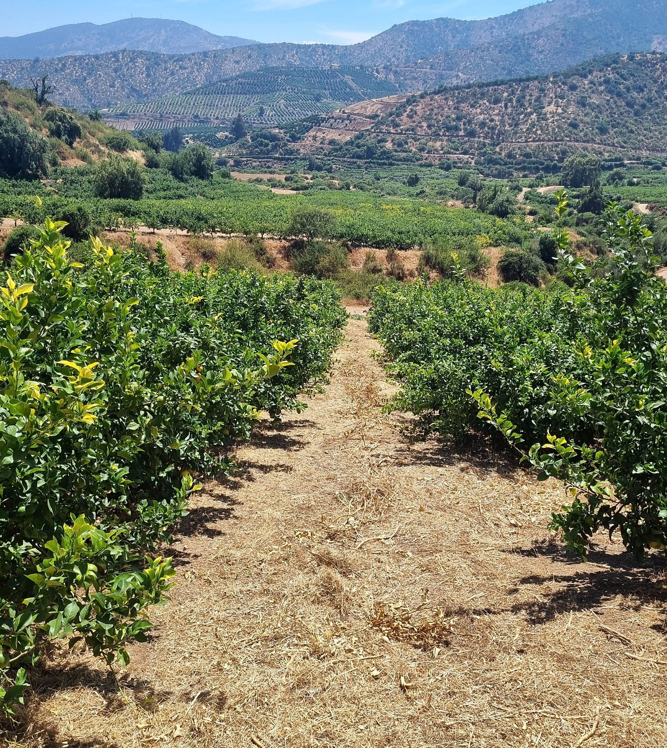 Limones Eureka orgánicos en Fundo San Cristóbal