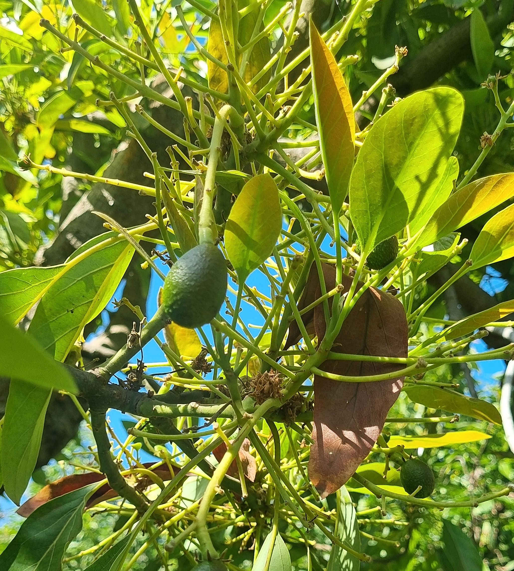 Palta Hass