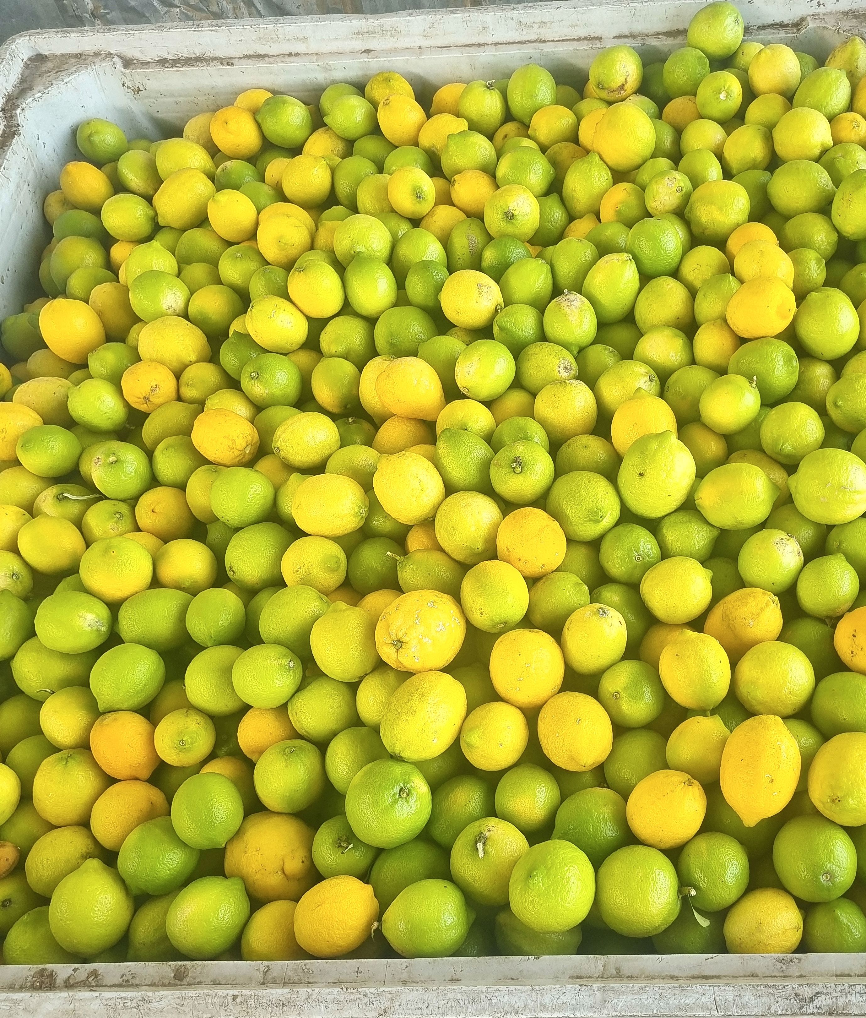Limones Eureka