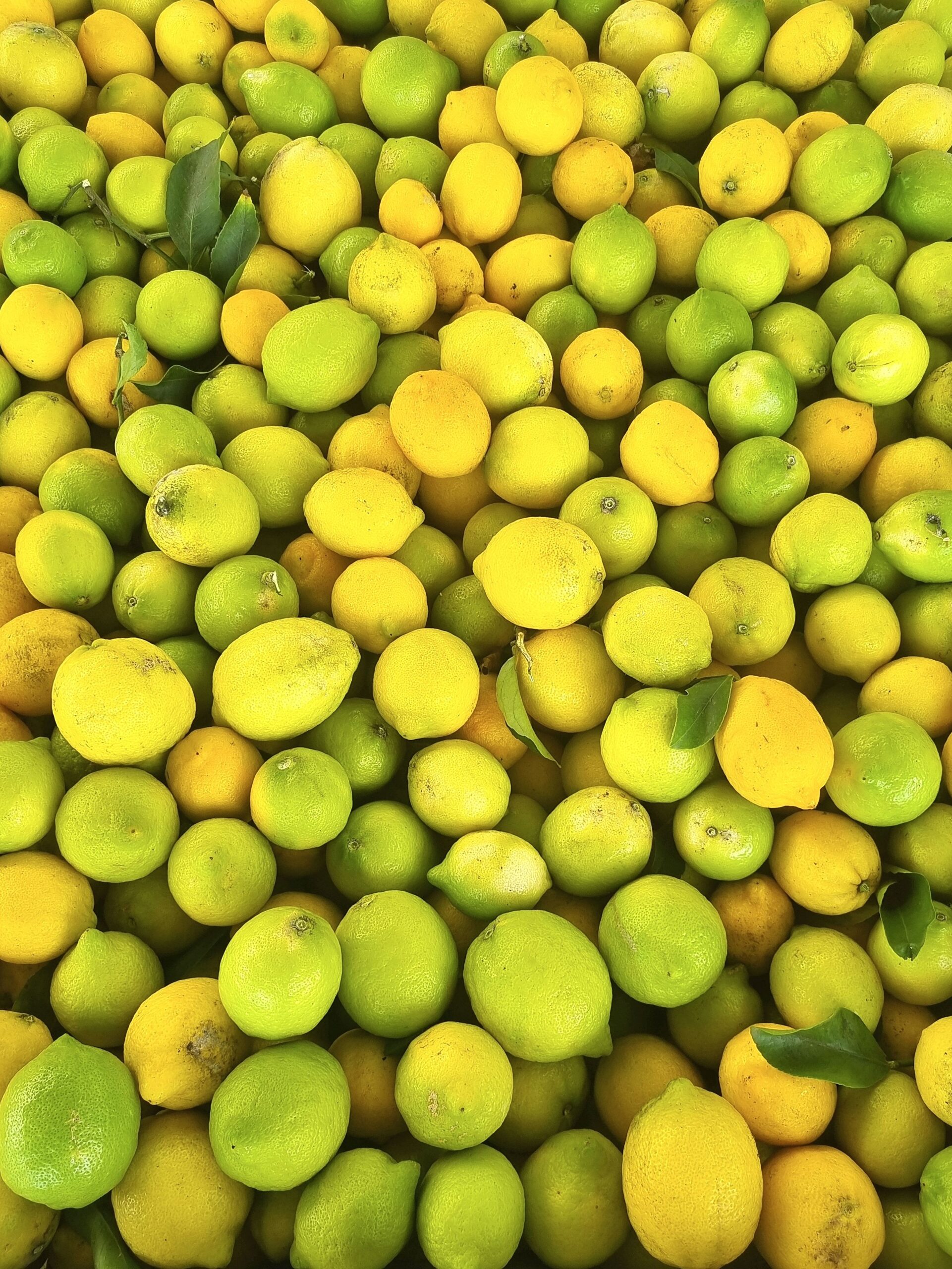 Cosecha de limones Eureka en bin de exportación