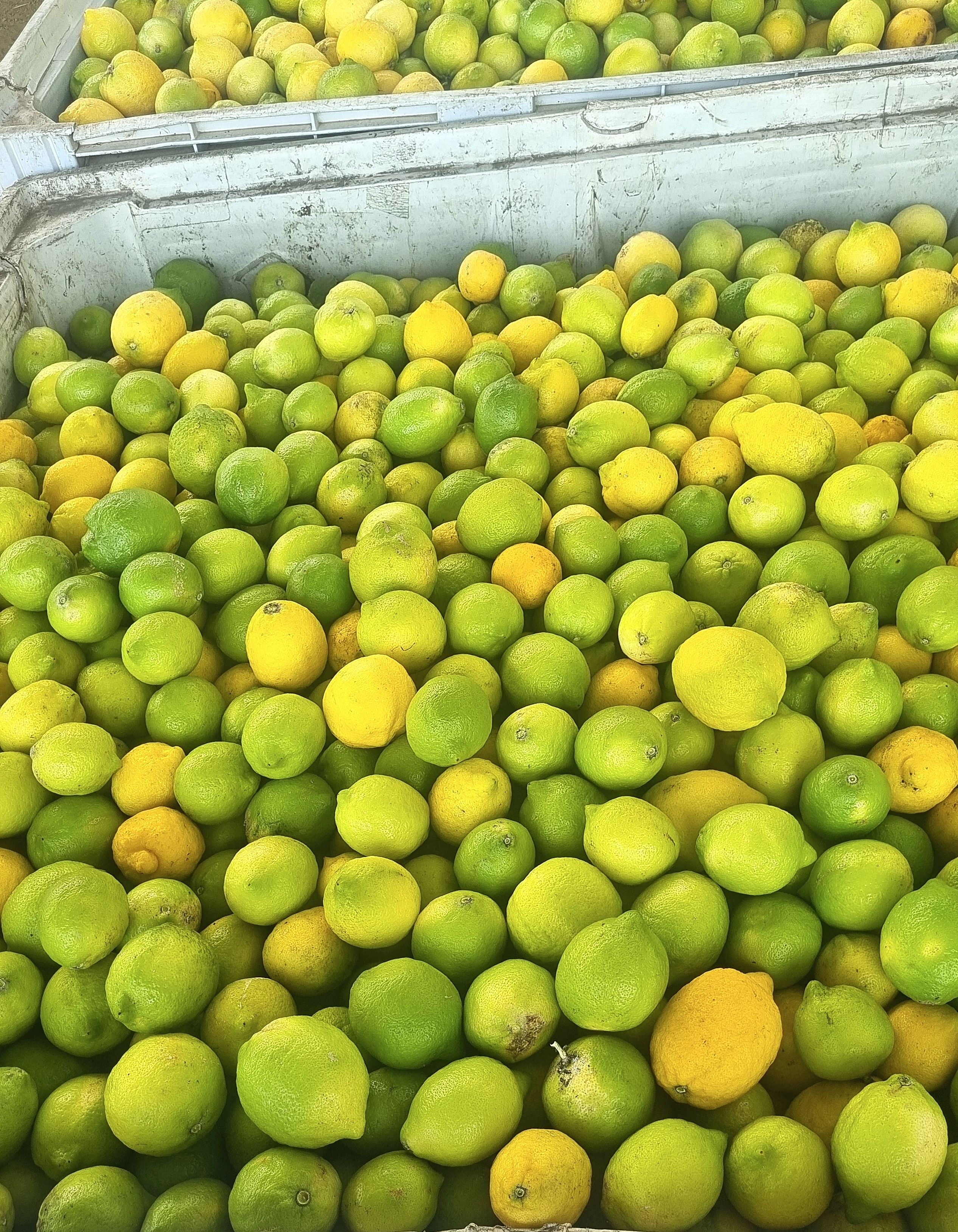Cosecha de limones Eureka en bin de exportación